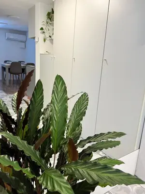 a plant in a room with a white wall at Cukr in Ljubljana