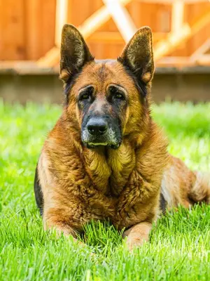 a brown dog laying in the grass in the grass at Glamping Radovna pr' Klemenak in Zgornje Gorje