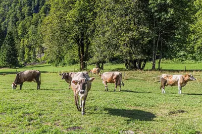 a herd of cows grazing in a field of grass at Glamping Radovna pr' Klemenak in Zgornje Gorje