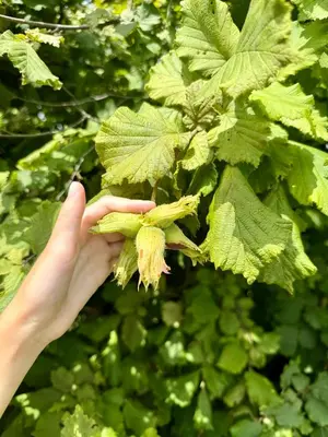a hand holding a bunch of green leaves at ART Nature Retreat in Gorica pri Slivnici