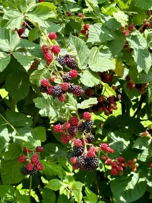 a bunch of blackberries on a tree with green leaves at ART Nature Retreat in Gorica pri Slivnici