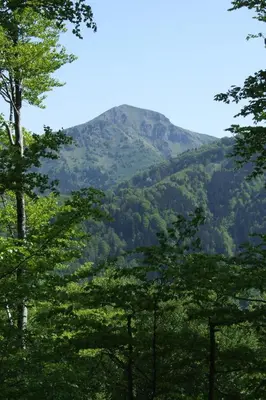a mountain in the distance with trees in the foreground at Farm Pri Flandru in Cerkno