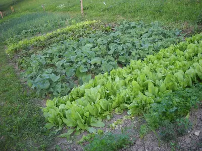 a field of green plants in the grass at Farm Pri Flandru in Cerkno