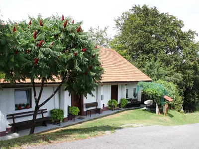 a house with a tree in front of it at Vineyard cottage Ranč pri Hanzeku in Zgornji Leskovec