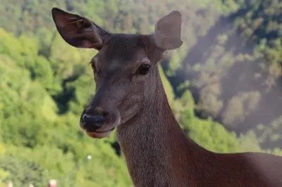 a brown deer standing in front of a forest at Vineyard cottage Ranč pri Hanzeku in Zgornji Leskovec
