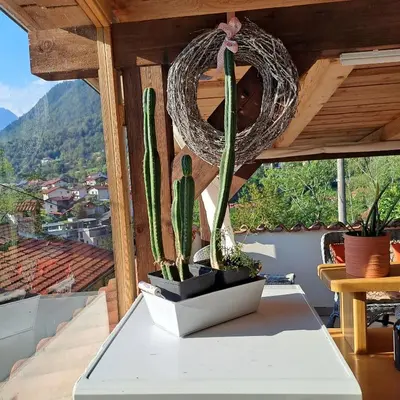 a cactus sitting on a table in a room at Hiša Gadiča in Tolmin