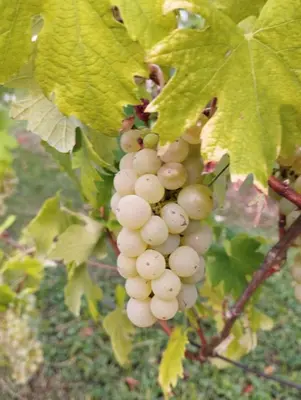 a bunch of white grapes hanging from a tree at Parzival relax Apartment in Žetale