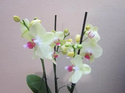 a bunch of white flowers in a vase at Guest House Veronika in Kočevje