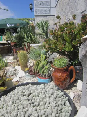 a bunch of cacti and other plants in a garden at Guest House Veronika in Kočevje