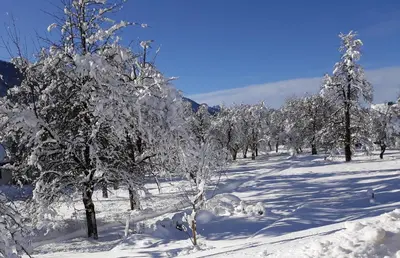 a snow covered forest of trees with snow covered branches at Apartment Jakelj in Kranjska Gora