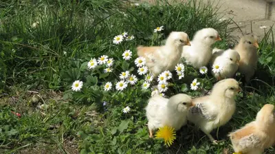 a group of chickens standing in a field of flowers at Turistična Kmetija Čebelji Gradič in Rogašovci