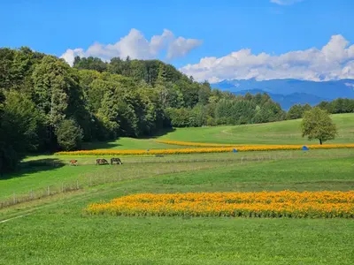 a green field with flowers and horses in the distance at Cozy house Dalija in Radovljica