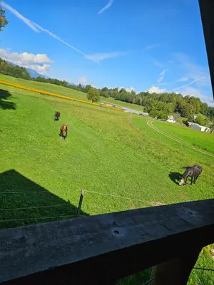 two horses grazing in a field with a fence at Cozy house Dalija in Radovljica