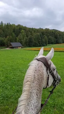a horse standing in a field of grass at Cozy house Dalija in Radovljica
