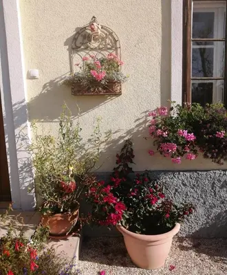a group of potted plants in front of a building at Marta's House in Bled