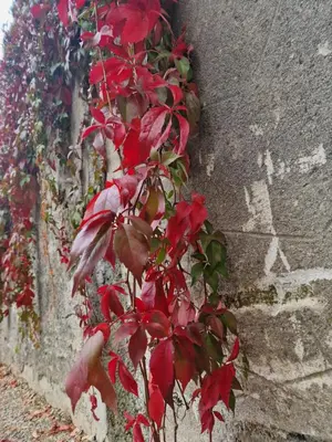 a plant with red leaves on the side of a wall at Antica Dolina in Postojna