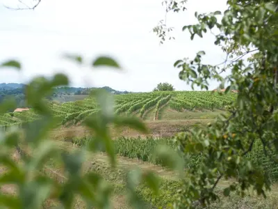 a field of crops with trees in the foreground at Sunny Two Bedroom Retreat in Beautiful Bizeljsko - Two Bedroom Country House in Bizeljsko