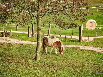 a horse grazing in the grass next to a tree at Visnja Gora Meadow Hideaway with Terrace - One Bedroom Cottage with Terrace in Višnja Gora