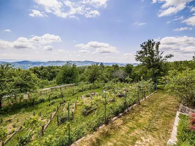 a vineyard with plants in a field at Hidden Authentic Haven Apartments - Two Bedroom Apartment with Balcony in Sevnica