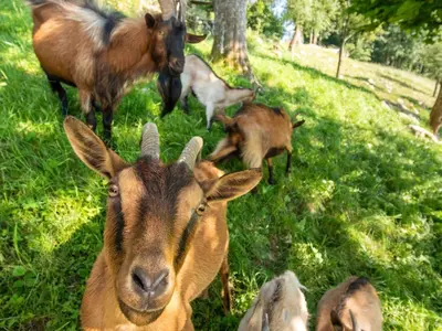 a group of animals standing in the grass at Nature Hideaway Holiday Homes with Sauna - Two Bedroom Holiday Home in Slappe dʼIdria