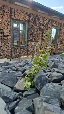 a plant in front of a log house at RANČ Dida