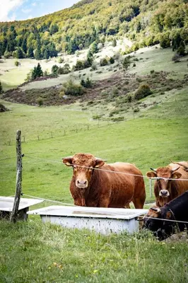 two cows are standing in a field behind a fence at TDI - Modern 2-Bedroom Apartment in nature