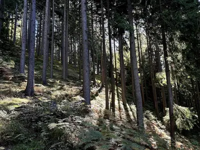a wooded area with tall trees in a forest at The house at the larssen in Šmartno pri Slovenj Gradcu