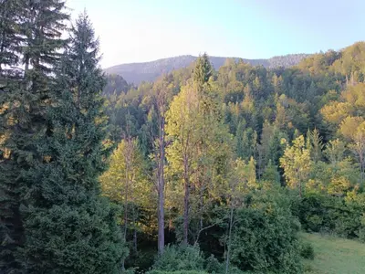 a view of a forest with trees in the background at Studio Korra in Kranjska Gora
