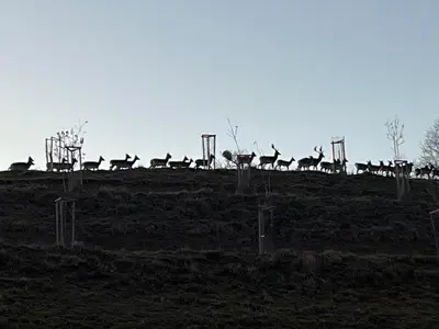 a herd of horses standing on top of a hill at Prista Ranch Cirkulane in Rove