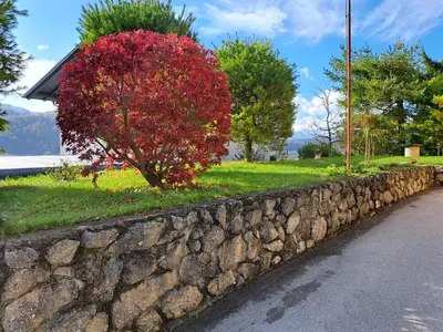 a stone wall next to a tree with red leaves at Apartma Gašper in Šentjur