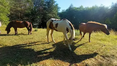 a group of horses grazing in a field at Horse Whispering Ranch apartma in Ilirska Bistrica