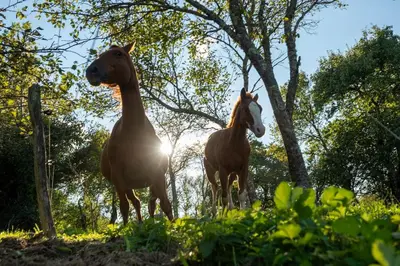 two horses standing next to each other in a field at Horse Whispering Ranch apartma in Ilirska Bistrica