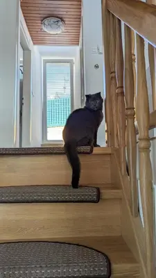 a black cat is sitting on the stairs at Cozy rooms in the center of Bled by the lake #1 in Bled