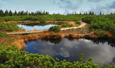 a couple of ponds in a field with trees at APARTMA ARNIKA Rogla, Turistično naselje NUNE RESNIK, RESNIK 110 in Zreče