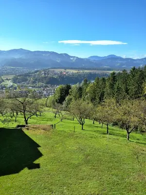 a field of green grass with trees in the background at Turistična kmetija Sušek in Muta