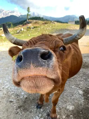 a cow with horns is looking at the camera at Chalet Tisa Velika Planina in Stahovica