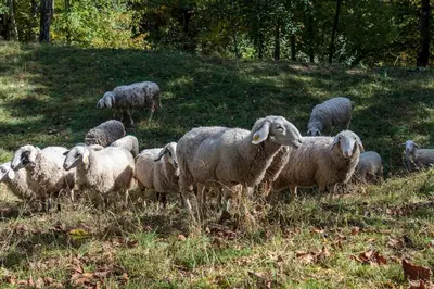 a herd of sheep grazing on a grassy hill at Mountain lodge Pokljuka in Bohinjska Bistrica