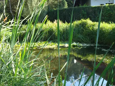 a pond with some grass and some water at Ljubljanica Apartment in Ljubljana