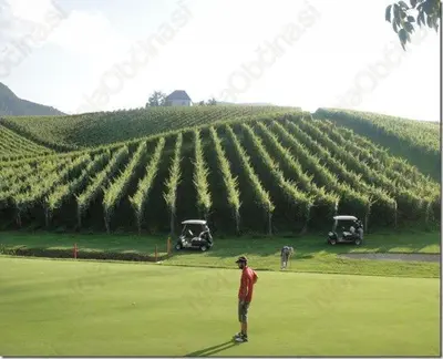 a man standing in front of a field next to a vineyard at Cozy Nook Stays, Ski rent, med Roglo in Termami Zreče, in Zreče