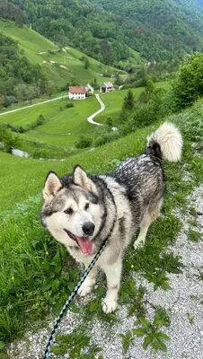a dog on a leash standing on a hill at Room Pstina in Slappe dʼIdria