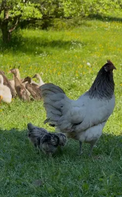 a group of chickens standing in the grass at Room Pstina in Slappe dʼIdria