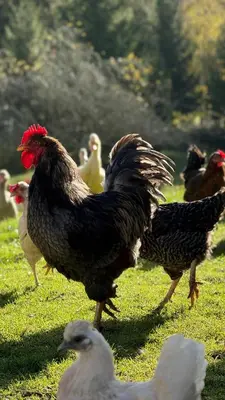 a group of chickens walking in the grass at Room Pstina in Slappe dʼIdria