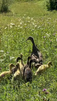 a group of ducks laying in a field of grass at Room Pstina in Slappe dʼIdria