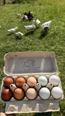 a box of eggs sitting on a field with geese at Room Pstina in Slappe dʼIdria