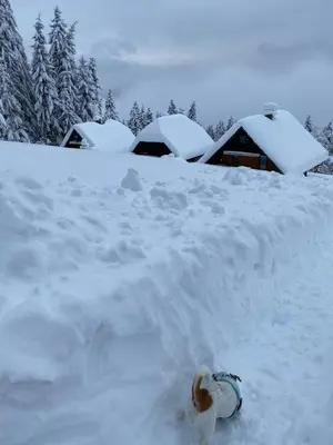 a fire hydrant buried in a pile of snow at Private Forest Cabin with Epic View in Ribnica na Pohorju