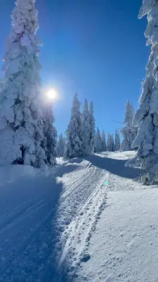 a snow covered road with footprints in the snow with trees at Private Forest Cabin with Epic View in Ribnica na Pohorju