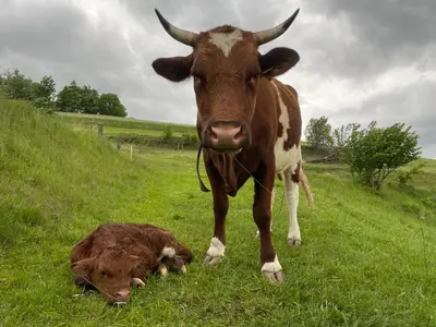 a cow standing next to a baby cow laying in a field at Zerko Holiday Apartment MARJETKA with WELLNESS bookable separately in Mirna