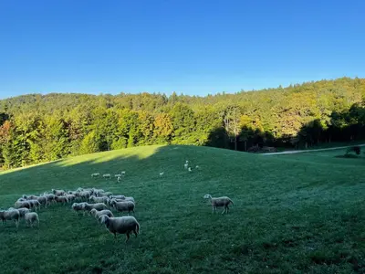 a herd of sheep grazing in a grassy field at Zerko Holiday Apartment MARJETKA with WELLNESS bookable separately in Mirna