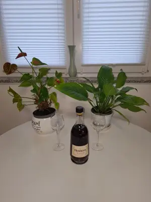 a bottle of wine and two glasses and plants on a counter at Apartma Dividenda in Ptuj