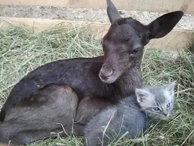 a goat and a kitten sitting in the grass at Tourist Farm Arbajter in Resnik